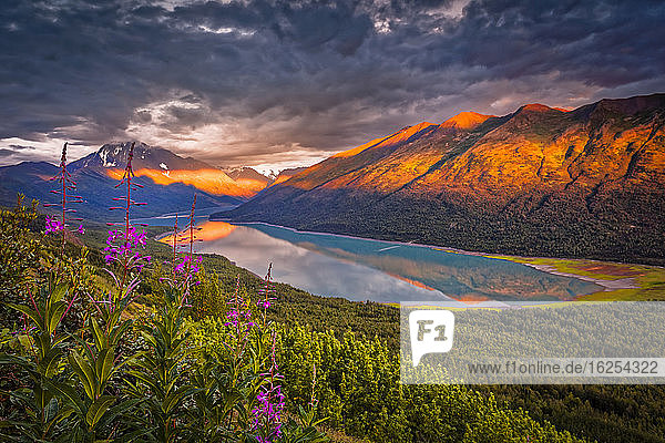 Aerial view of the sunset glow on Chugach Mountains  and reflection on Eklutna Lake. Common Fireweed (Chamaenerion angustifolium) blooming in the foreground. Chugach State Park  South-central Alaska in summertime; Alaska  United States of America