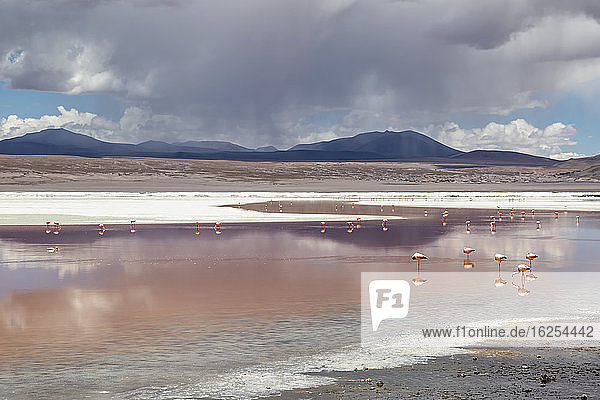 Flamingos an der Laguna Colorada Eduardo-Avaroa-Nationalpark; Abteilung Potosi Bolivien