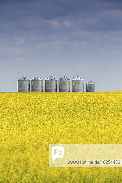 Verschwommen blühendes Rapsfeld mit einer Reihe von Stahlkornbehältern am Horizont an einem sonnigen Tag; Alberta  Kanada