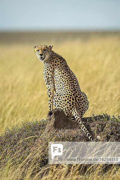 Portrait of cheetah (Acinonyx jubatus) sitting on termite mound on the savanna looking back at camera; Tanzania