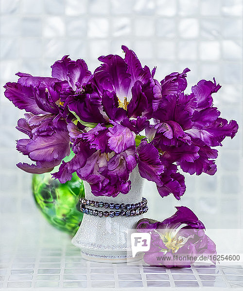 Strauss leuchtend violetter Papageientulpen (Tulipa ×gesneriana Papageiengruppe) in einer weissen Vase mit dekorativen Perlen auf einer weissen Arbeitsplatte; Surrey  British Columbia  Kanada