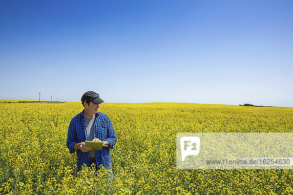 Farmer standing in a canola field using a tablet and inspecting the yield; Alberta  Canada