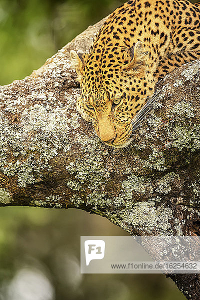 Nahaufnahme eines Leoparden (Panthera pardus)  der vom Ast herabstarrt; Kenia