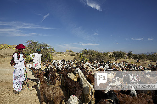 Traditionell gekleidete Hirten mit Ziegen in Rajasthani Dessert ländliche Szene