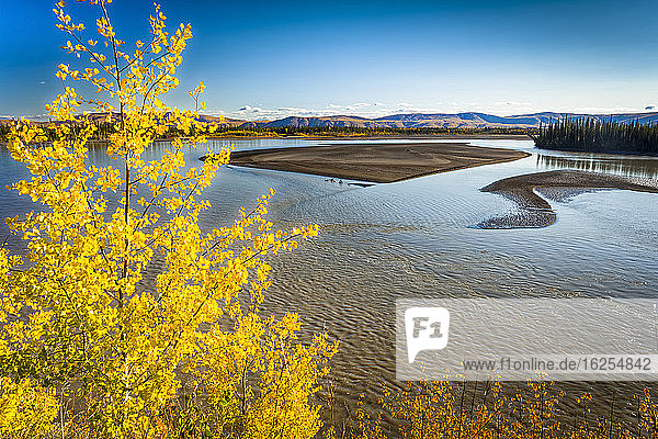 Leuchtend gelbe Birke am Tanana River Ostalaska im Herbst; Tok Alaska Vereinigte Staaten von Amerika