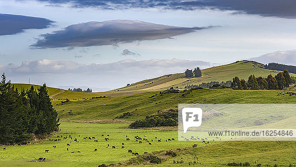 Eine große Kuhherde grast auf einer Weide im saftigen Gras; Lumsden  Southland Region  Neuseeland