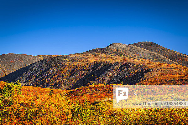 Mount Fairplay in leuchtend roten Herbstfarben unter blauem Himmel  Ostalaska im Herbst; Alaska  Vereinigte Staaten von Amerika