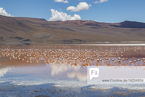 Flamingos an der Laguna Colorada Eduardo-Avaroa-Nationalpark; Abteilung Potosi Bolivien
