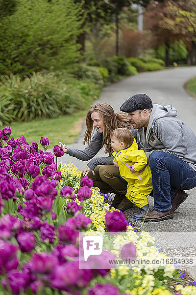Familie mit Tochter im Park kauert sich im Frühling zusammen und betrachtet lila Tulpen im Park; Surrey  British Columbia  Kanada