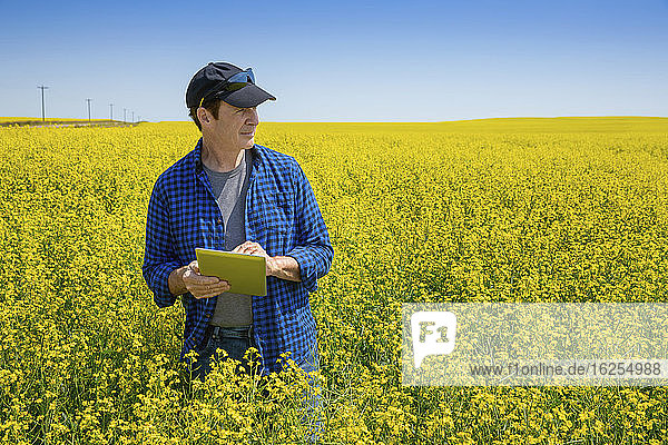 Farmer standing in a canola field using a tablet and inspecting the yield; Alberta  Canada