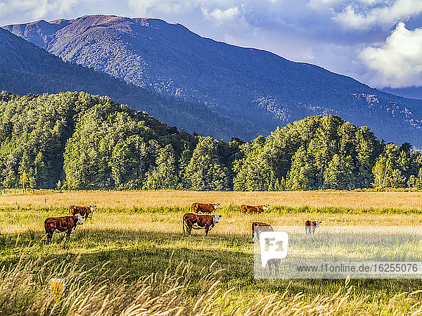 Kühe grasen auf einem Grasfeld in Totara Flat dem Zentrum der Landwirtschaft in der Grafschaft Grey County; Südinsel Neuseeland