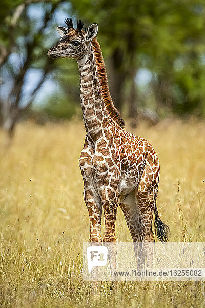 Porträt einer jungen Massai-Giraffe (Giraffa camelopardalis tippelskirchii)  die an einem sonnigen Tag im langen Gras steht; Tansania