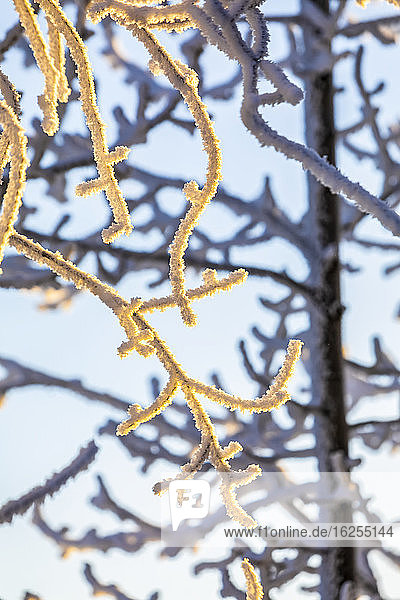 Rauhreif auf den Ästen der Cottonwood-Bäume  die von der Wintersonne am späten Nachmittag erhellt werden; Anchorage  Alaska  Vereinigte Staaten von Amerika