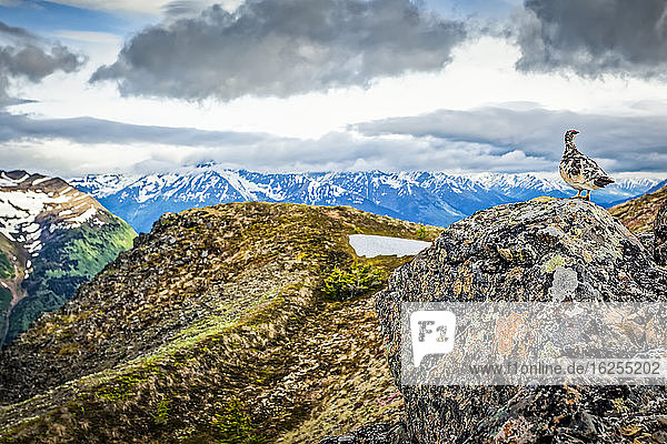 Schneehuhn im Frühling mit Farbe auf dem Felsen am Bird Ridge  Chugach State Park  Süd-Zentral-Alaska im Sommer; Alaska  Vereinigte Staaten von Amerika