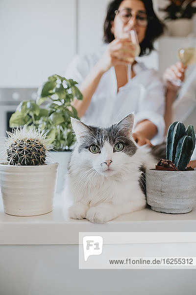 Frau mit braunem Haar und Brille steht in einer Küche  weiße Katze liegt auf dem Tresen und schaut in die Kamera.