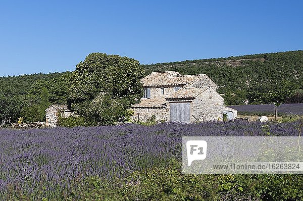Stone house with lavender field (Lavandula angustifolia)  Banon  Provence  Département Alpes-de-Haute-Provence  Region Provence-Alpes-Cote d`Azur  France  Europe