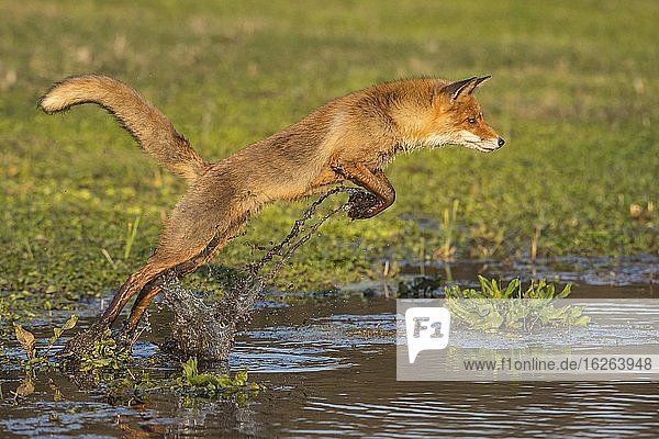 Rotfuchs (Vulpes vulpes) springt über ein Gewässer, Sprung, Aktion, Niederlande, Europa