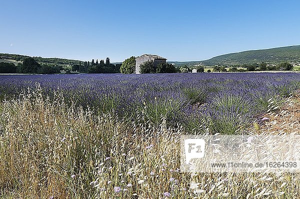 Steinhaus mit Lavendelfeld (Lavandula angustifolia)  Banon  Provence  Département Alpes-de-Haute-Provence  Region Provence-Alpes-Cote d`Azur  Frankreich  Europa