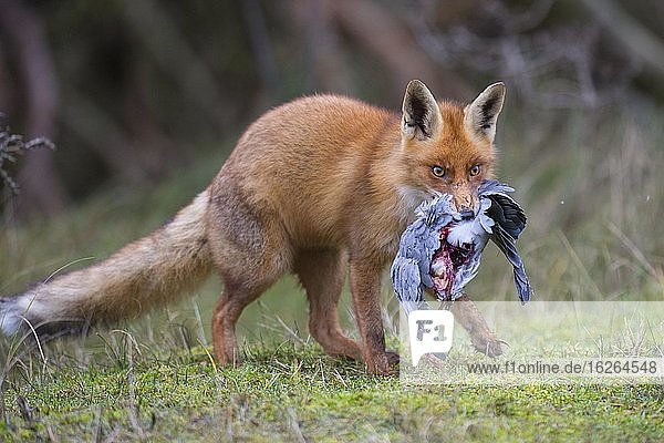 Red fox ( Vulpes vulpes) with captured wood pigeon in mouth  Netherlands