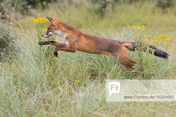 Red fox (Vulpes vulpes) runs across a meadow  jump  Netherlands