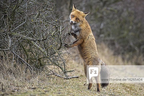 Red fox ( Vulpes vulpes) stands on the hind legs of a sea buckthorn hedge  Netherlands
