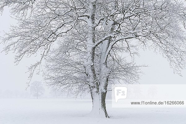 Verschneiter Eichenbaum in nebliger Winterlandschaft  Niedersachsen  Deutschland  Europa
