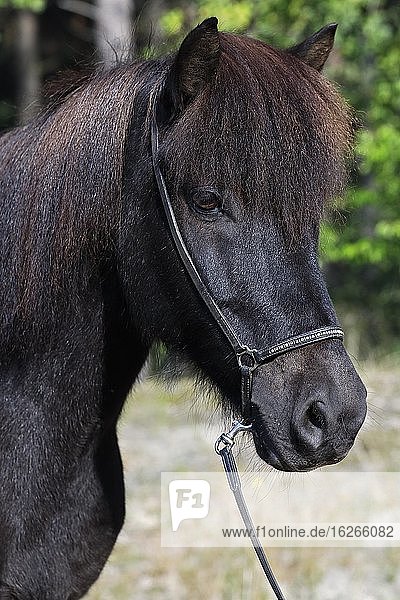 Islandpferd (Equus islandicus)  Wallach im Wald  Tierporträt  Rappe  Schleswig-Holstein  Deutschland  Europa
