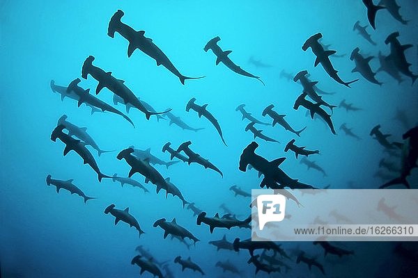 Fischschule  Schwarm Bogenstirn Hammerhaie (Sphyrna lewini) in trübem Wasser  Thermokline  vor Insel Darwin  Pazifik  Galapagos Archipel  Ecuador  Südamerika
