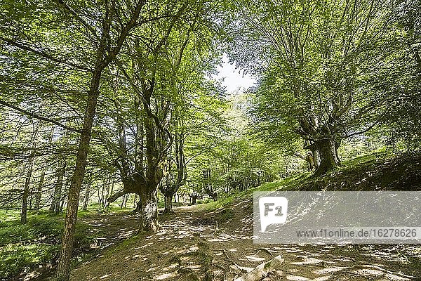 Wald von Otzarreta im Naturpark Gorbea. Bizkaia  Baskenland. In Spanien.