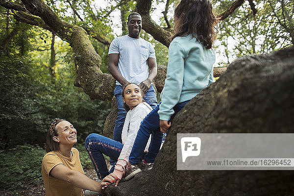 Glücklicher Familien-Kletterbaum im Wald