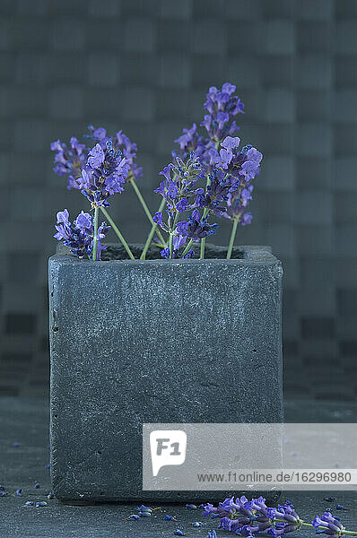 Lavendelzweige in einer Vase aus Stein