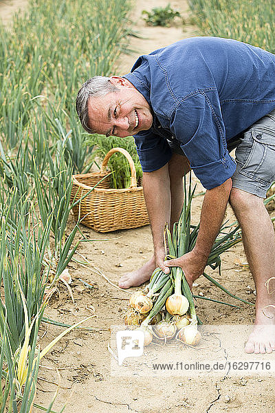 Lächelnder Bauer bei der Ernte von Bio-Zwiebeln auf dem Bauernhof