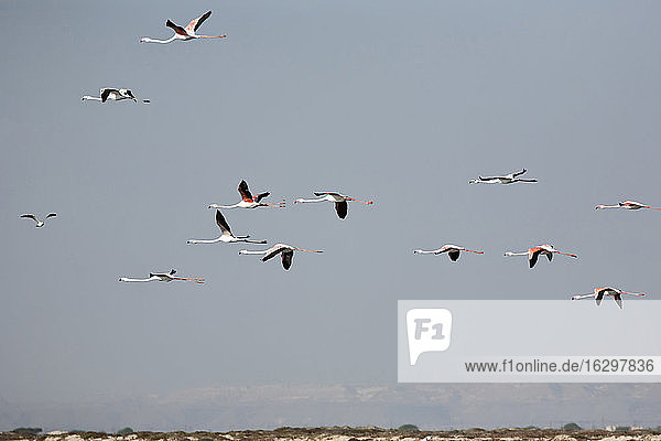 Oman  Fliegender Schwarm von roten Flamingos