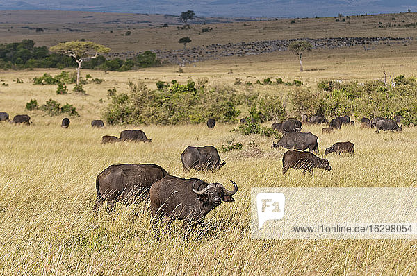 Kenia  Gruppe afrikanischer Büffel im Maasai Mara National Reserve