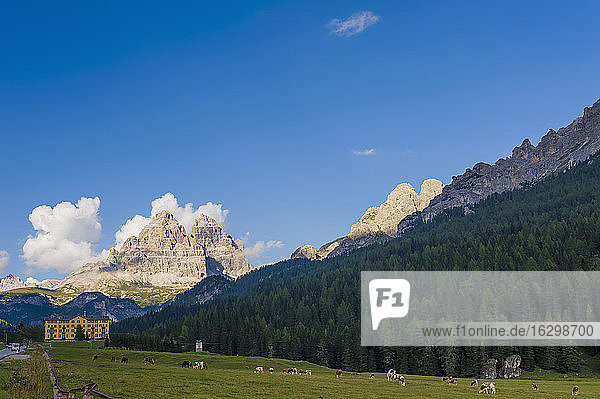 Italien  Blick auf die Dolomiten  Rinderherde im Vordergrund