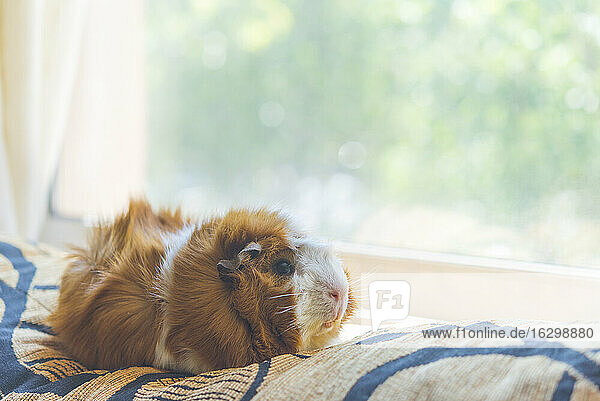 Close-up of cute guinea pig relaxing on bed by window at home