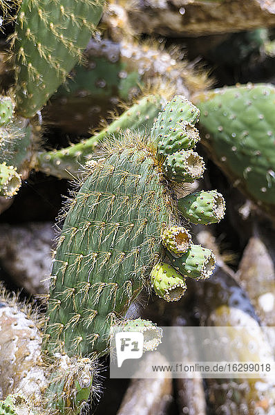 Ecuador  Galapagos  Genovesa  Nahaufnahme eines Kaktus mit Feigenkaktus