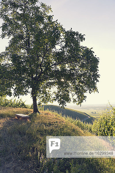France  single tree on a hill at back light