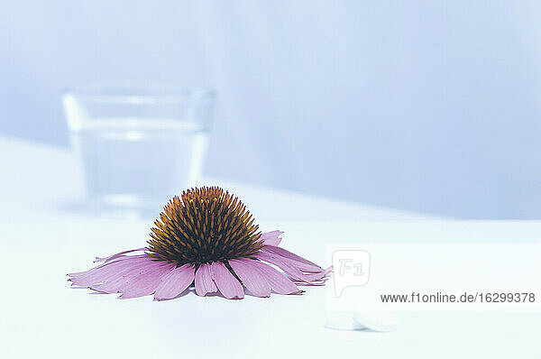 Echinacea-Blütenkopf mit einem Glas Wasser und Tabletten  Nahaufnahme