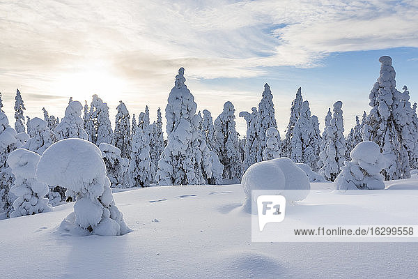 Skandinavien  Finnland  Rovaniemi  Wald  Bäume im Winter gegen die Sonne