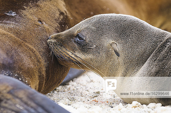 Ecuador  Galapagos  Genovesa  Galapagos-Seelöwen  Zalophus wollebaekii  am Strand