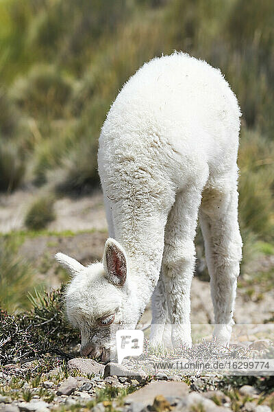 Südamerika  Peru  Lama-Baby frisst  Lama glama