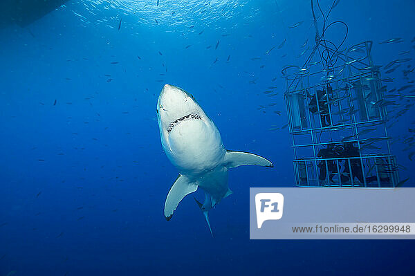 Mexico  Guadalupe  Pacific Ocean  white shark  Carcharodon carcharias  and three scuba divers in shark cage