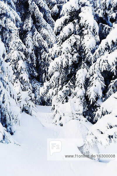 Germany  Lower Saxony  winter landscape in Harz