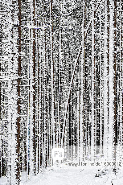Austria  Salzburg State  Altenmarkt-Zauchensee  snow-capped coniferous forest