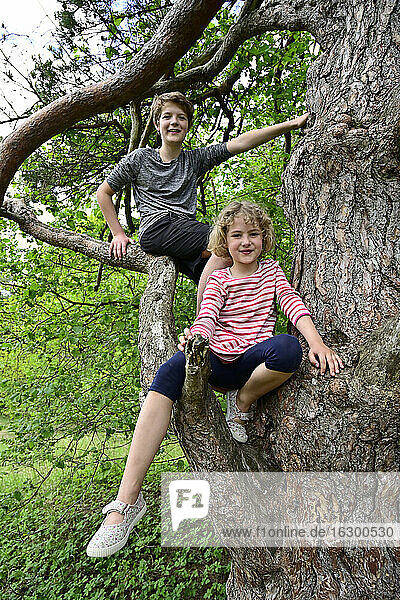 Smiling brother and sister sitting on branch of tree in forest