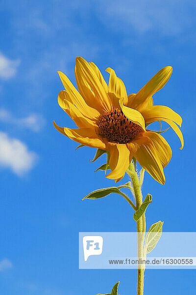 Sunflower blooming against blue sky