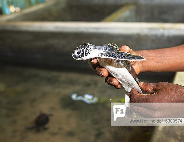 Sri Lanka  Hegalla Piyagama  Kosgoda  Aufzuchtstation für Meeresschildkröten