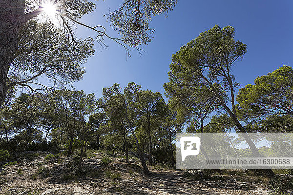 Spanien  Balearische Inseln  Menorca  Bäume in Cala Mitjana