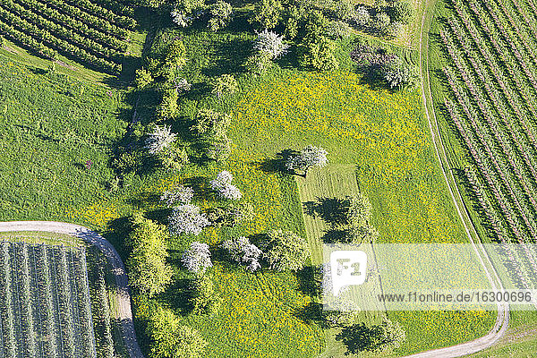 Deutschland  Baden-Württemberg  Markdorf  Luftaufnahme von Feldern und Obstbäumen